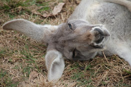 Head shot of an Australian Kangaroo sleeping