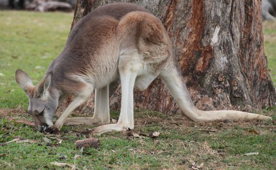 Full body profile shot of an Australian Kangaroo