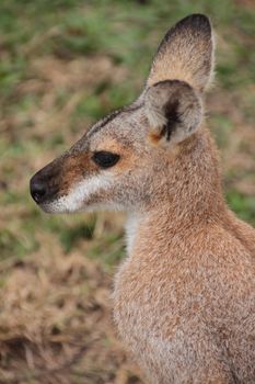 Profile head shot of a small Australian Wallaby