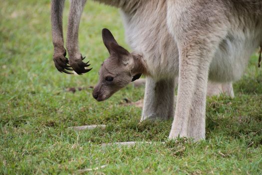Side profile head shot of a baby joey Australian Kangaroo in the pouch