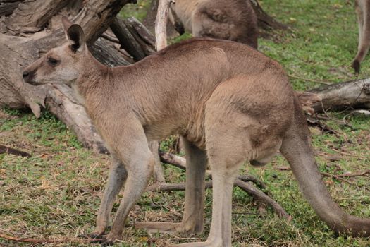 Full body profile shot of an Australian Kangaroo