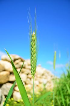 Green Wheat