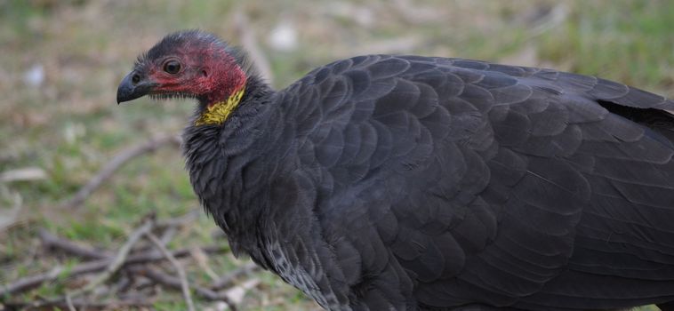 Side profile shot of a native Australian Scrub Turkey