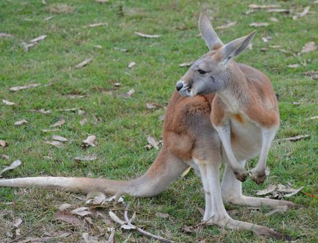 Full body profile shot of a red and grey Australian Kangaroo