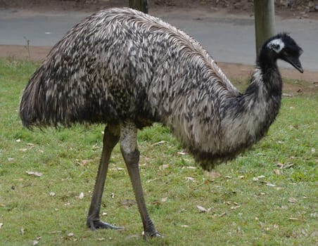 Full body profile shot of an Australian Emu