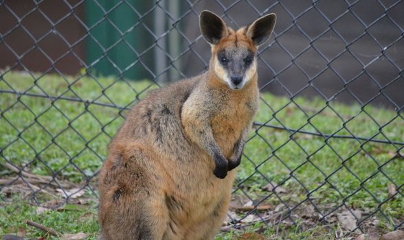 Profile shot of a small Australain Wallaby standing