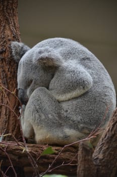 Side profile full body shot of a sleeping Australian Koala