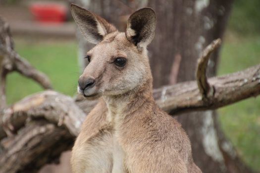 Side profile head shot of a large male Australian Kangaroo
