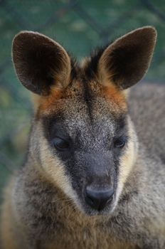 Head shot of a small Australian Wallaby