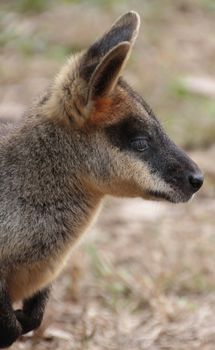 Profile head shot of a small Australian Wallaby