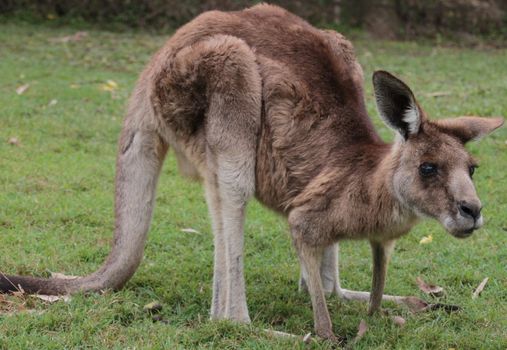 Full body profile shot of a confused Australian Kangaroo