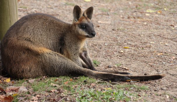 Side full body profile shot of a small Australian Wallaby sitting on the ground