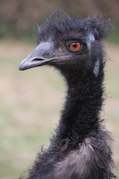 Close up profile head shot of an Australian Emu