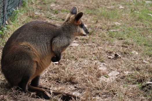 Full body side profile of a small Australian Wallaby