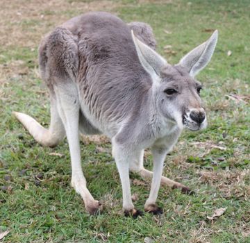Full body frontal shot of a grey Australian Kangaroo