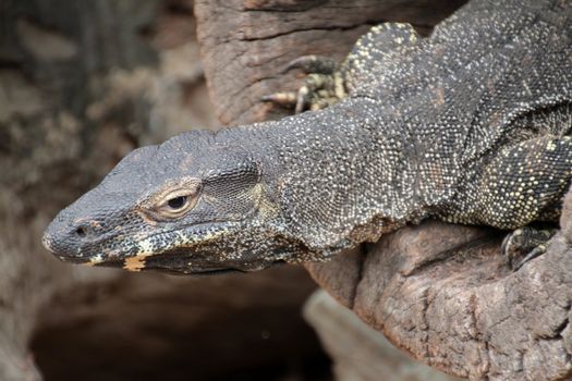Head shot of a large Australian Monitor lizard