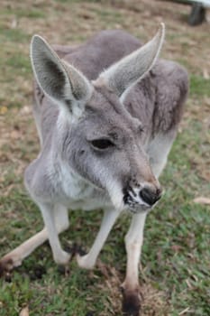 Full body frontal shot of an Australian Grey Kangaroo
