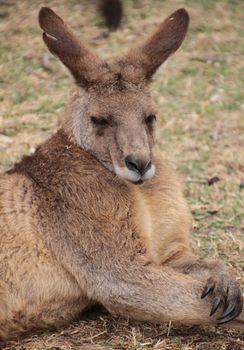 Side profile head shot of a large male Australian Kangaroo resting