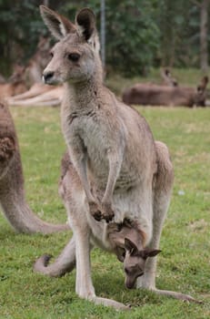 Full body frontal shot of mother Australian Kangaroo with baby joey in pouch