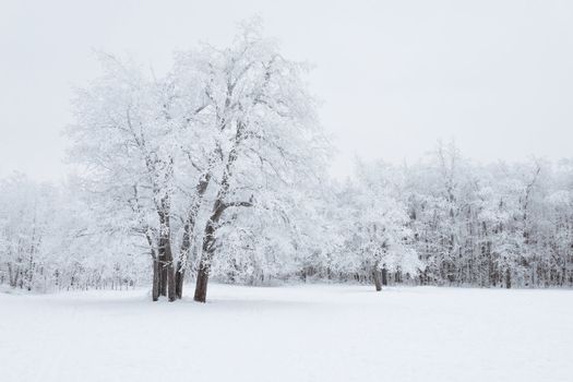 View of Trees Covered by Snow
