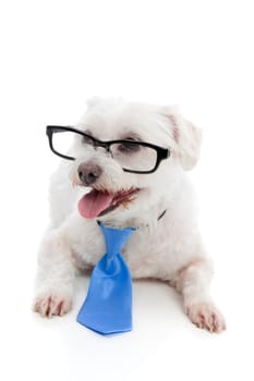 A small pet dog wearing glasses and a blue tie.