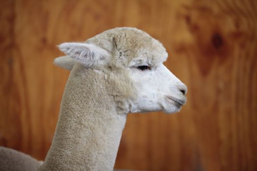 Portrait of a beautiful alpaca in the farmyard barn.