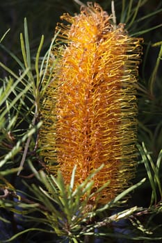Beautiful yellow banksia flower spike inflorescence.  This variety is native to Eastern Australia and flowers from Autumn through Winter.