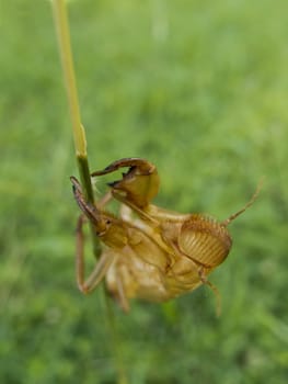 Cicada nymphal skin attached on grass