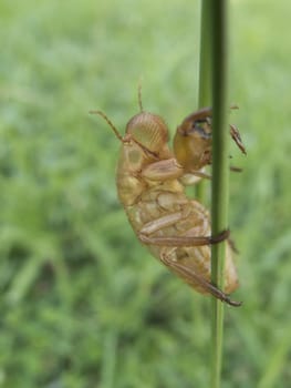 Empty cicada shell, Cicada molt on grass, Shallow focus