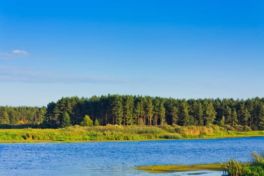 The river with a quiet current and forest background