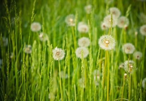 green summer grass and dandelions in sunlight