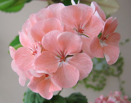 Blossom pink geranium. Shallow DOF.