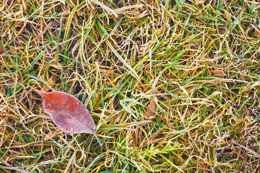 hoar frost green grass under autumn sun