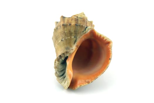 Sea shell