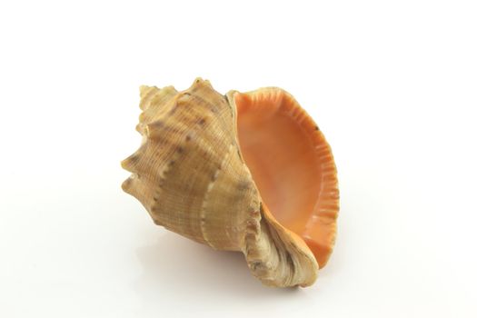 Sea shell