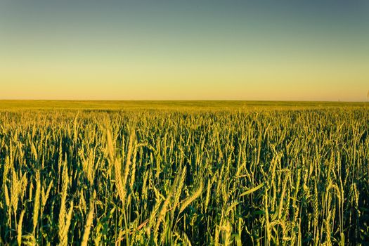 A barley field with shining golden barley ears in summer