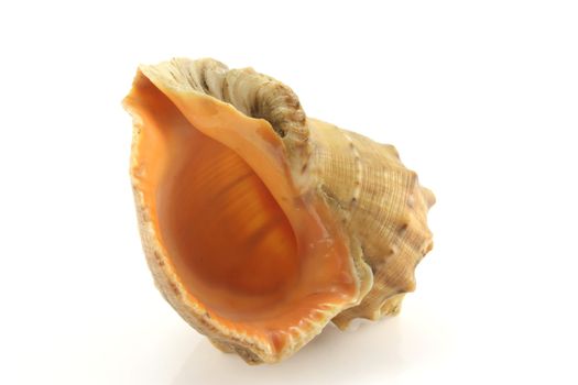 Sea shell