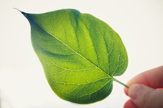 Male hand holding a green leaf isolated on white background