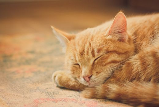 peaceful orange tabby male kitten curled up sleeping