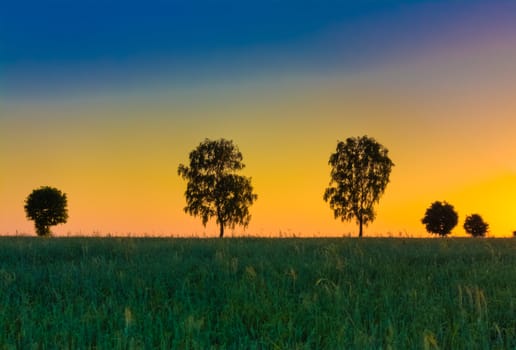 Sunset over trees in the wheat field