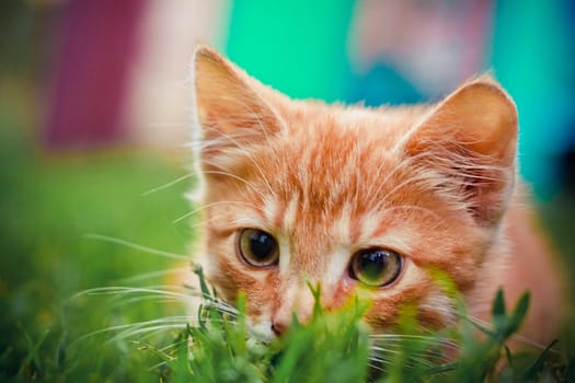 Young kitten in grass outdoor shot at sunny day