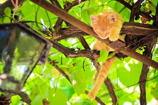 Young kitten sitting on branch outdoor shot at sunny day