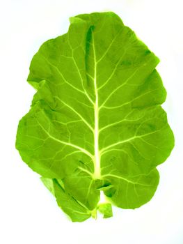 Leaf of a broccoli on a white background