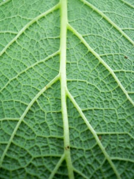 Macro photo of leaf of a plant, green and fresh