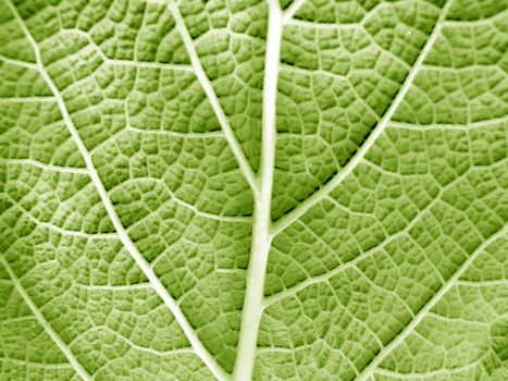 Macro photo of leaf of a plant, green and fresh