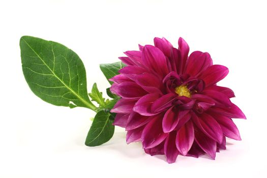 purple dahlia blooms on a bright background