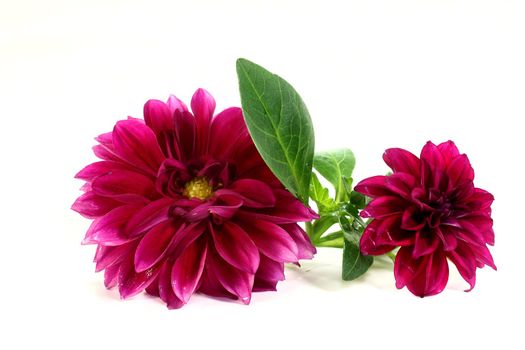 purple dahlia blooms on a bright background