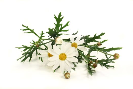 some stalks of daisies on a light background