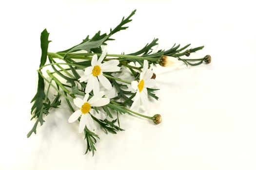 some stalks of daisies on a light background