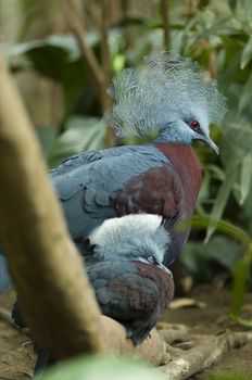Young and adult crowned dove